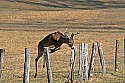 _MG_6419 7-point whitetail buck jumping fence.jpg