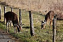 _MG_6444 7 and  9-point whitetail buck.jpg