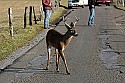 _MG_6467  7-point whitetail buck in cades cove.jpg
