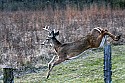 _MG_6552  8-point whitetail buck jumping fence.jpg