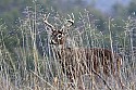 _MG_6682 whitetail buck in tall grass.jpg