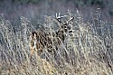 _MG_6733 whitetail buck in tall grass.jpg