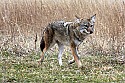 _MG_6930 coyote.jpg