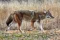_MG_6943 coyote.jpg