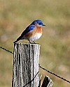 _MG_7056 male eastern bluebird.jpg