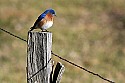 _MG_7075 male eastern bluebird.jpg