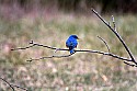 _MG_7102 male eastern bluebird.jpg