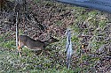 _MG_7116 whitetail doe climbing through barb wire.jpg