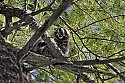 _MG_7153 raccoon in tree.jpg