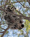 _MG_7185 raccoon in tree.jpg