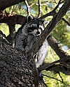 _MG_7201  raccoon in tree.jpg
