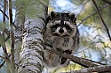 _MG_7208  raccoon in tree.jpg