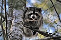 _MG_7213 raccoon in tree.jpg