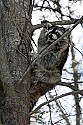 _MG_7217 raccoon in tree.jpg