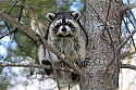 _MG_7220 raccoon in tree.jpg
