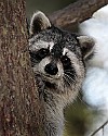 _MG_7223 raccoon in tree.jpg