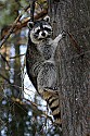 _MG_7227 raccoon in tree.jpg