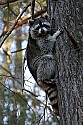 _MG_7231 raccoon in tree.jpg
