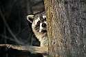 _MG_7241  raccoon in tree.jpg