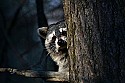 _MG_7243 raccoon in tree.jpg