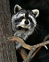 _MG_7249  raccoon in tree.jpg