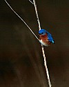 _MG_7274 male bluebird.jpg