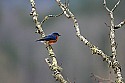 _MG_7317 male bluebird.jpg