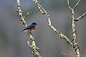 _MG_7320 male bluebird.jpg