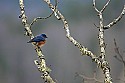 _MG_7327 male bluebird.jpg