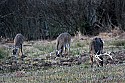 _MG_7686 whitetail bucks grazing.jpg