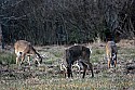 _MG_7725 whitetail bucks grazing.jpg