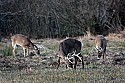 _MG_7733 whitetail bucks grazing.jpg