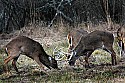 _MG_8181  whitetail bucks sparring.jpg