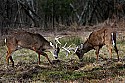 _MG_8331 whitetail bucks sparring.jpg