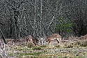 _MG_8666 whitetail bucks sparring.jpg