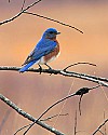 _MG_9218 male bluebird.jpg