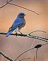 _MG_9236 male eastern bluebird.jpg