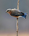 _MG_9255 female eastern bluebird.jpg