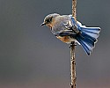 _MG_9258 female bluebird.jpg