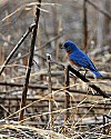 _MG_9278 male bluebird.jpg