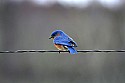 _MG_9473 male bluebird.jpg