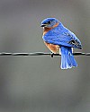 _MG_9479 male bluebird.jpg