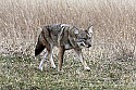Cades Cove, Great Smoky Mountains National Park 098 coyote.jpg