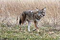 Cades Cove, Great Smoky Mountains National Park 100 coyote.jpg