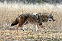 Cades Cove, Great Smoky Mountains National Park 106 coyote.jpg
