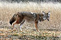 Cades Cove, Great Smoky Mountains National Park 107  coyote.jpg