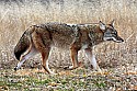 Cades Cove, Great Smoky Mountains National Park 113 coyote.jpg