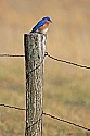 Cades Cove, Great Smoky Mountains National Park 263 bluebird on fencepost.jpg