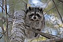 Cades Cove, Great Smoky Mountains National Park 378 raccoon in tree.jpg