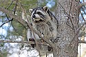 Cades Cove, Great Smoky Mountains National Park 389 raccoon in tree.jpg